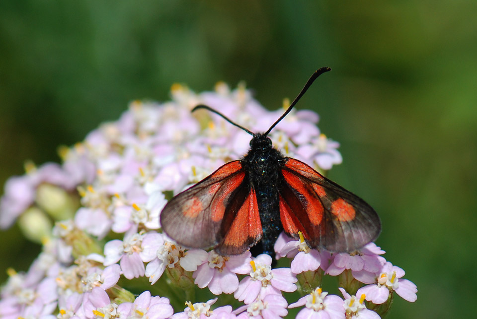 Zygaena sp. (romeo?) dal Val Maira (CN)